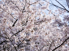 サクラ 2004031