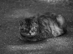 猫 2005119