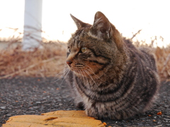 猫 2001308