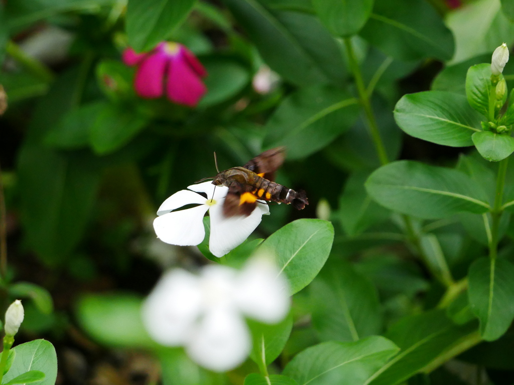 昆虫 20090814