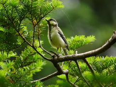 シジュウカラ 2005211