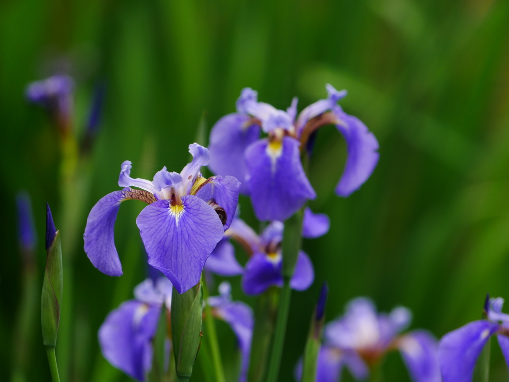 花 2005215