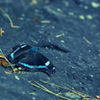 昆虫 2008249