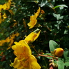 カエル 2006234