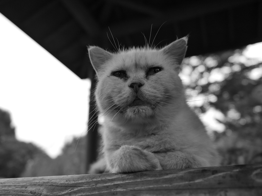 猫 20071019