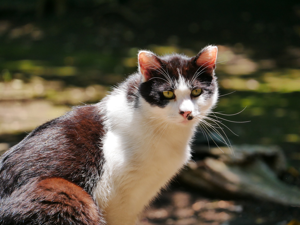 猫 2005291