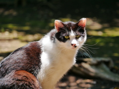 猫 2005291