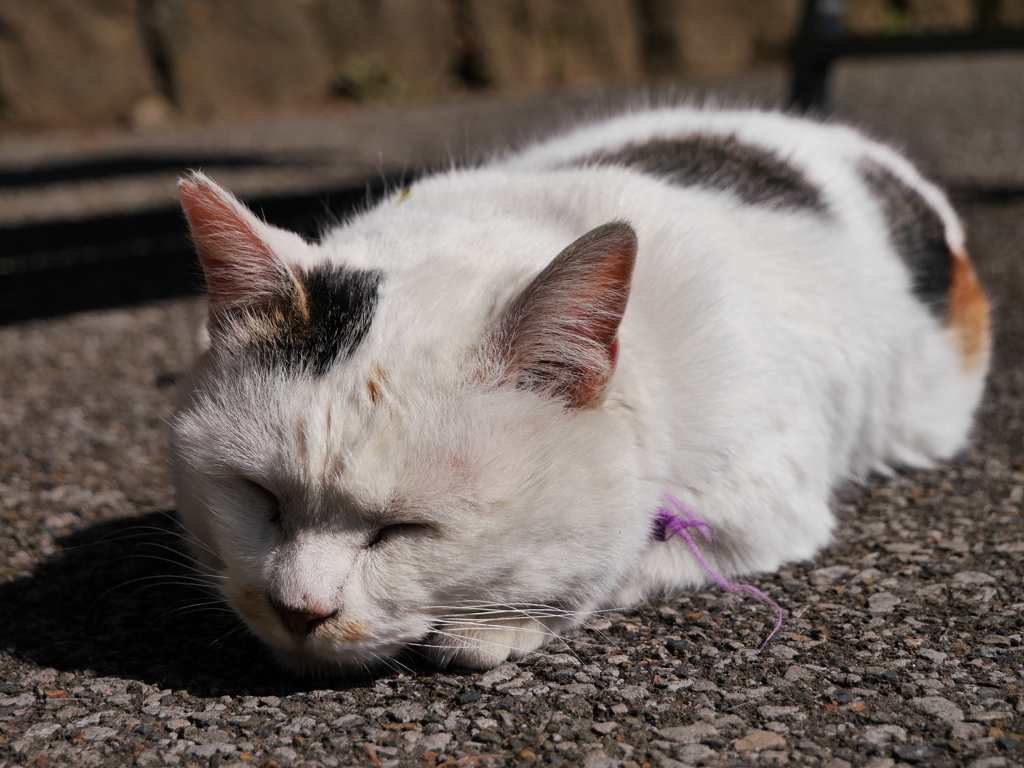 猫 20022129