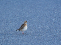 ヒバリ 2005291 
