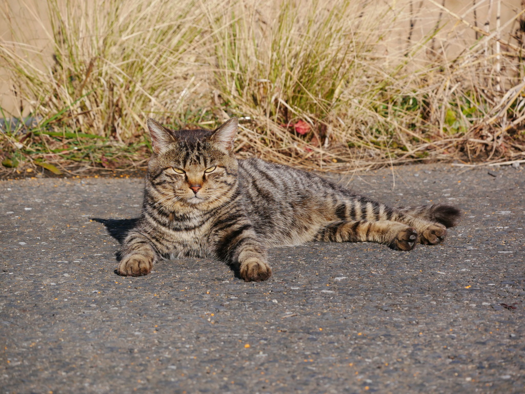 猫 2001302