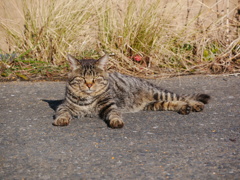 猫 2001302