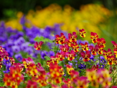 花 2005212