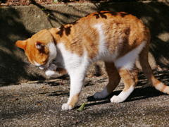 猫 19122920