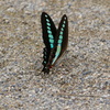 昆虫 20090817
