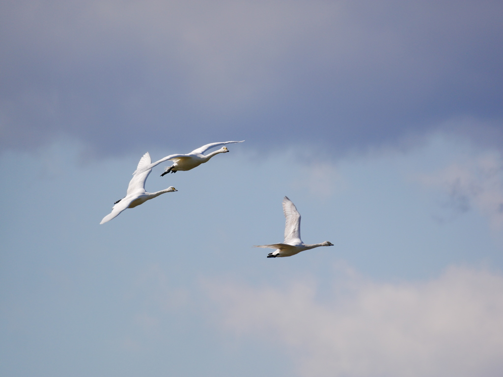 ハクチョウ 2001313