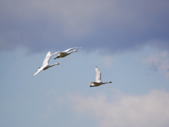 ハクチョウ 2001313