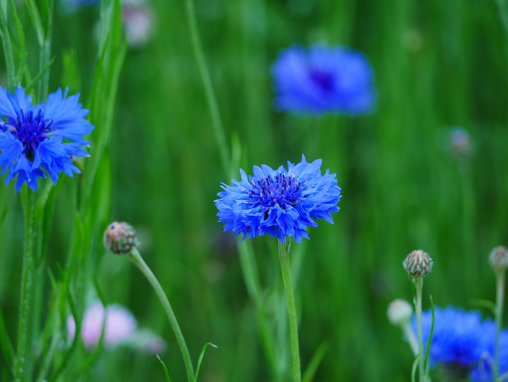 花 20051111