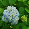 花 2005312