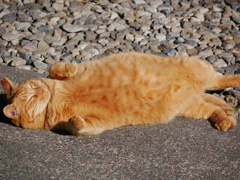 猫 19122913