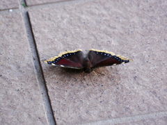 昆虫 2008196
