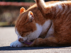 猫 2001162