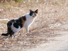 猫 200103