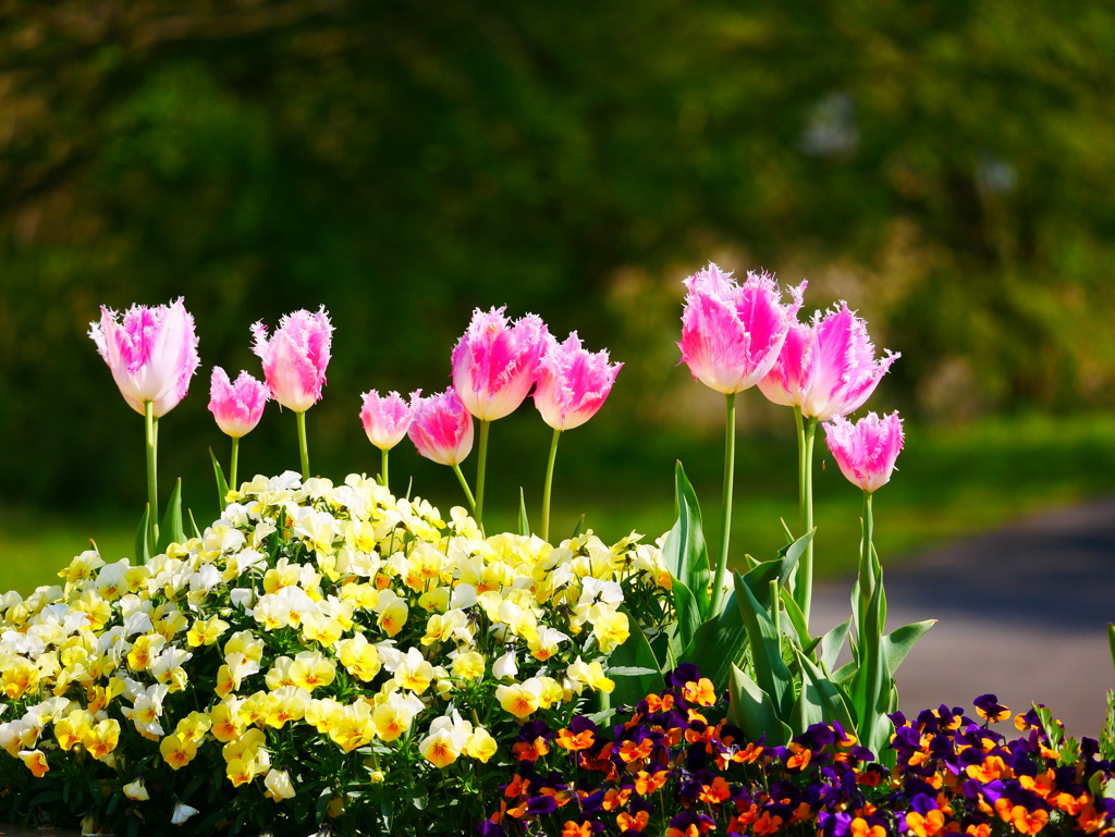 チューリップ 2004257