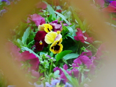 花 2005018