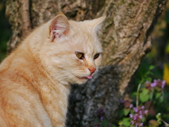 猫 2003233