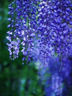 花 2005053