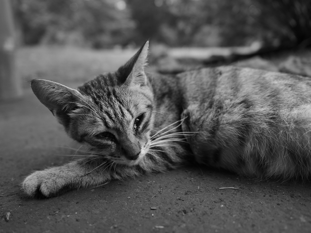 猫 20071017