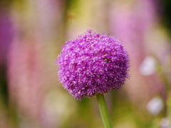 花 2005256