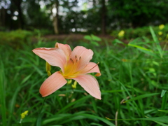 花 20062320
