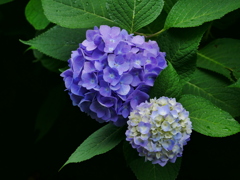 花 20062312
