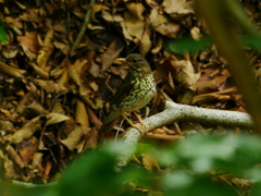 クロツグミ 2006171