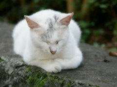 猫 20080422