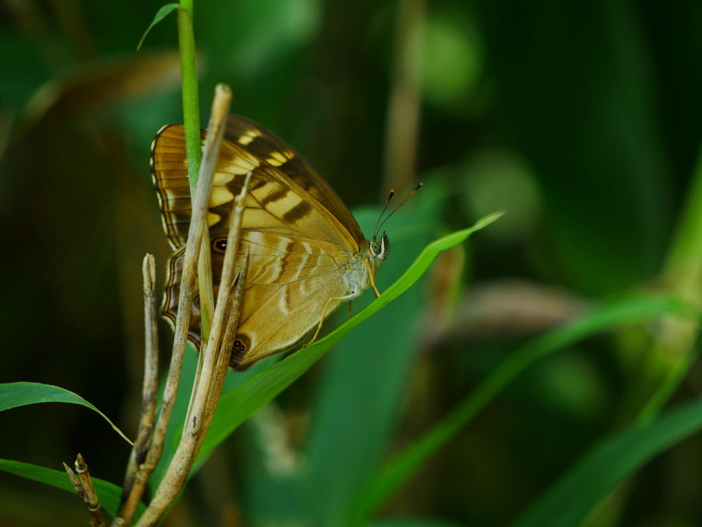 昆虫 2008194