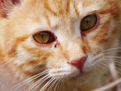 猫 2003092