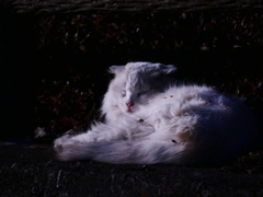 猫 2002109