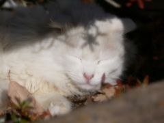 猫 2002104