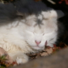 猫 2002104
