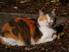 猫 2002211