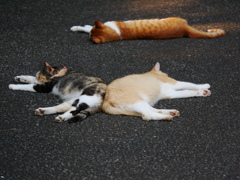 猫 20080415