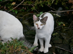 猫 20071010