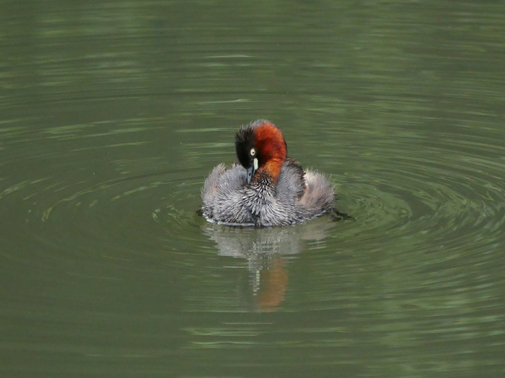 カイツブリ 2007152