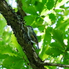 ゴジュウカラ 2008281
