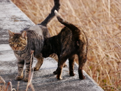 猫 20011613