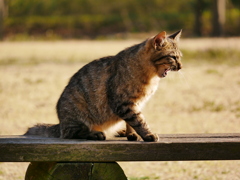 猫 2003235