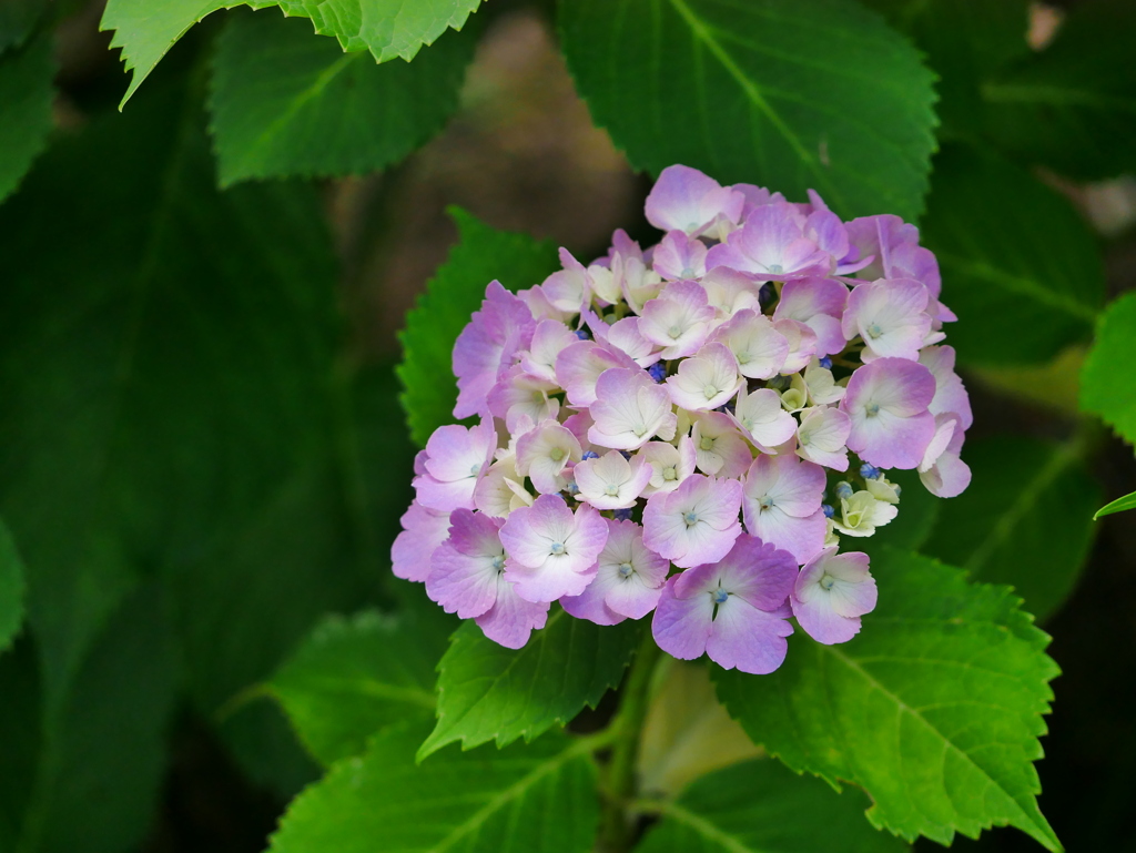花 2006089