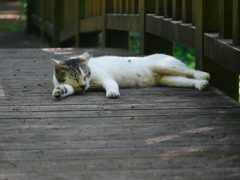 猫 2005115